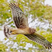 V3D0925 - Version 2  Northern Harrier ( (11X14 Matt  6X9 Print) JAH-208 : NoteCard_Set_Q